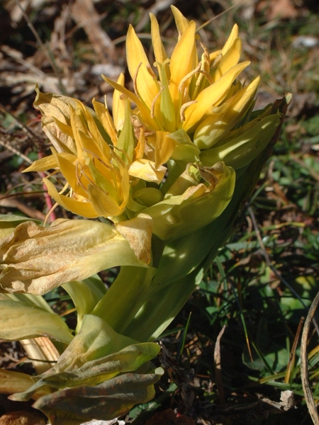 Gentiana lutea / Genziana maggiore